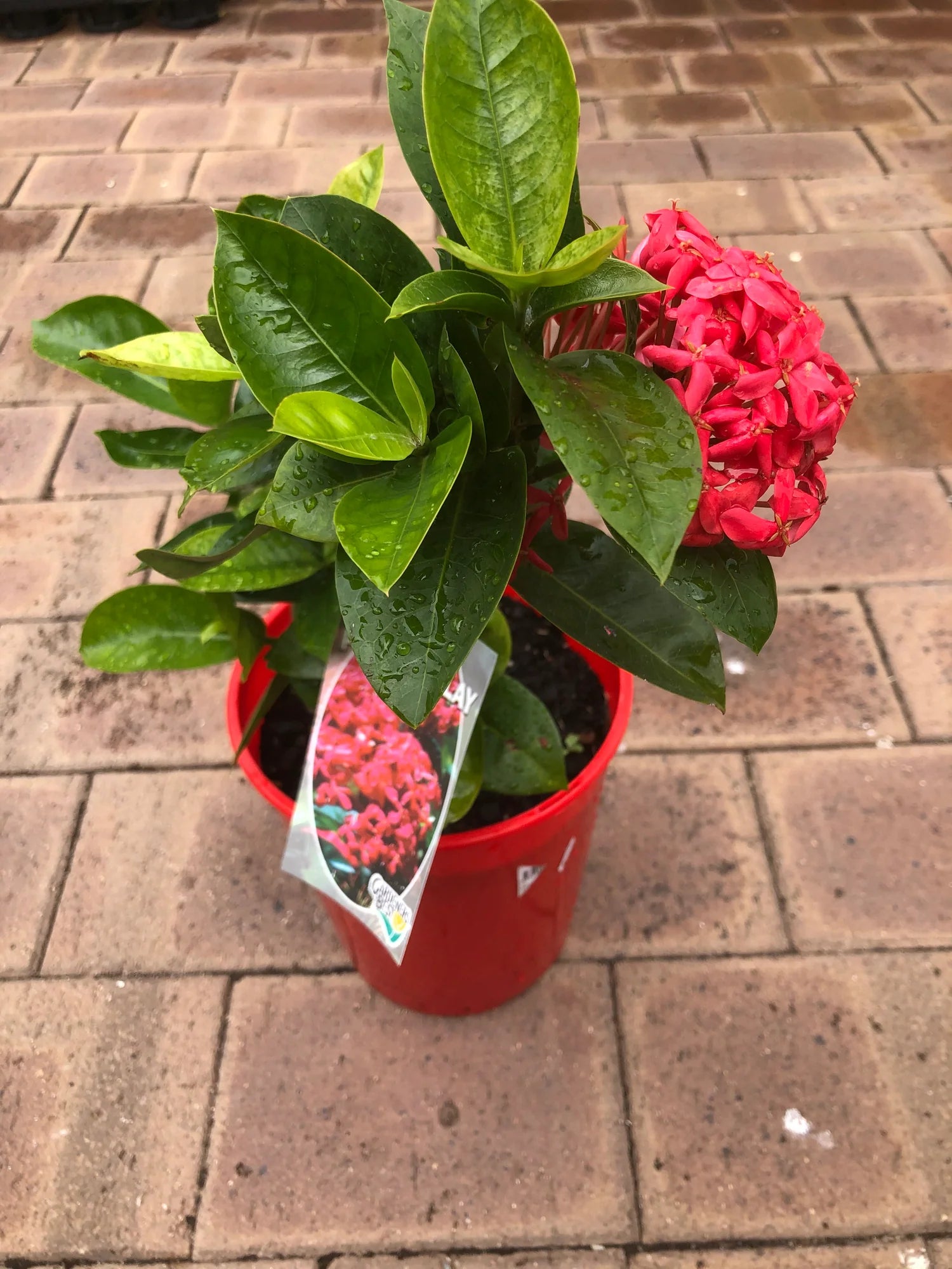 Ixora Red Malay - Ladybird Nursery