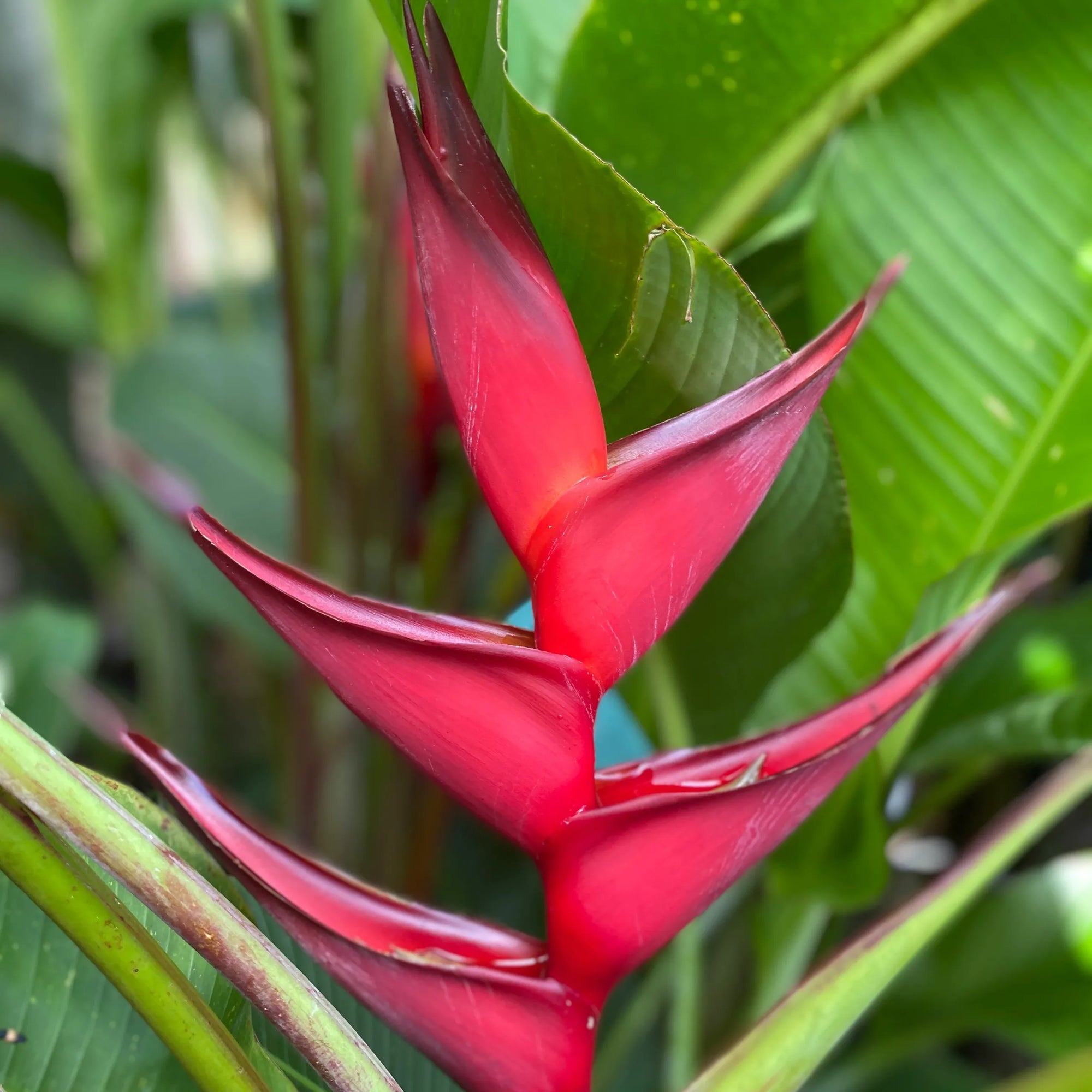 Heliconia bihai x caribaea 'Black Cherry' - Ladybird Nursery