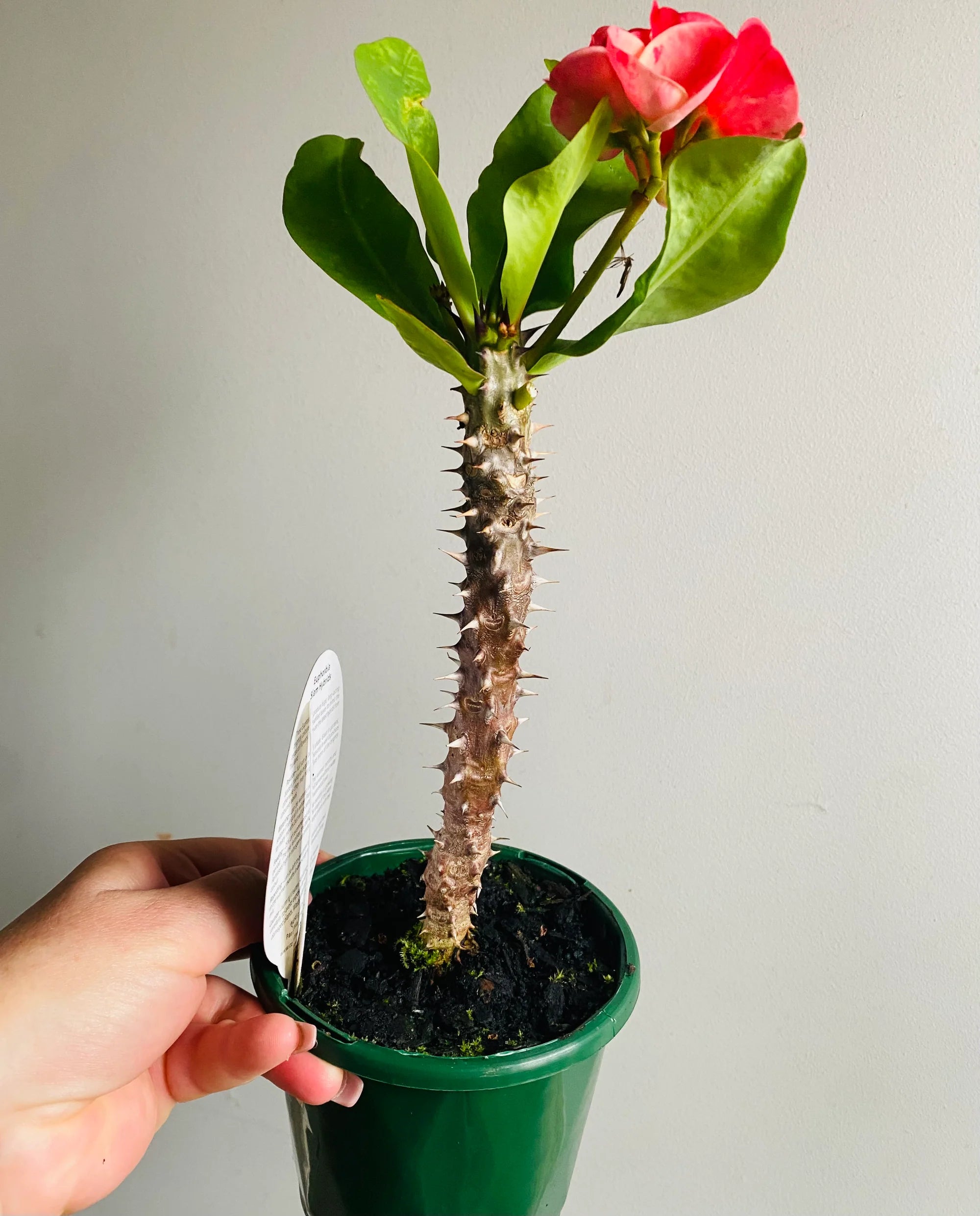 Salmon Siam Princess (Euphorbia Siam) - Ladybird Nursery