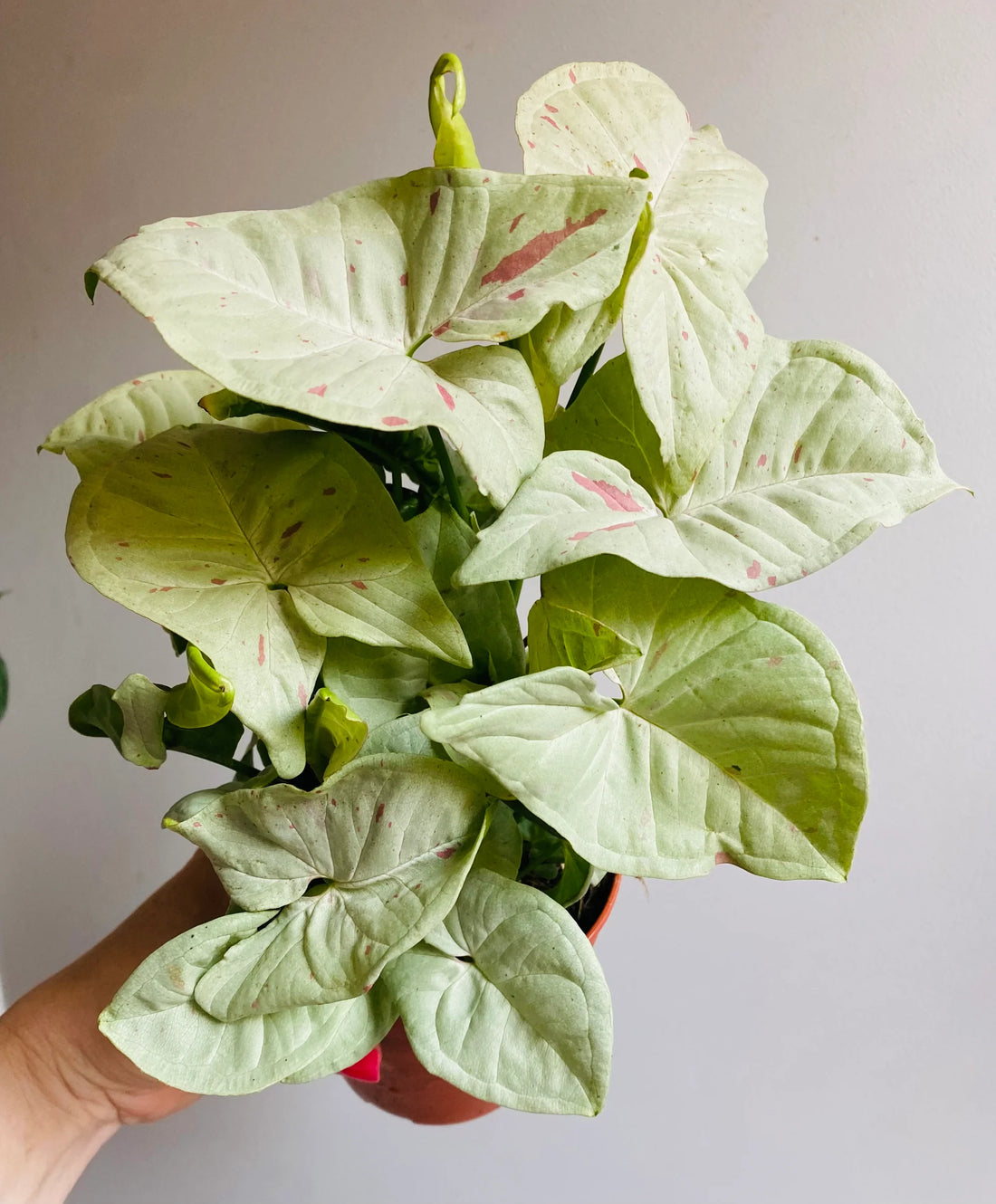 Syngonium Confetti - Ladybird Nursery