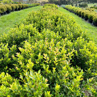 Lilly Pilly Baby Boomer Topiary Standards 300mm Pots (PICKUP ONLY)