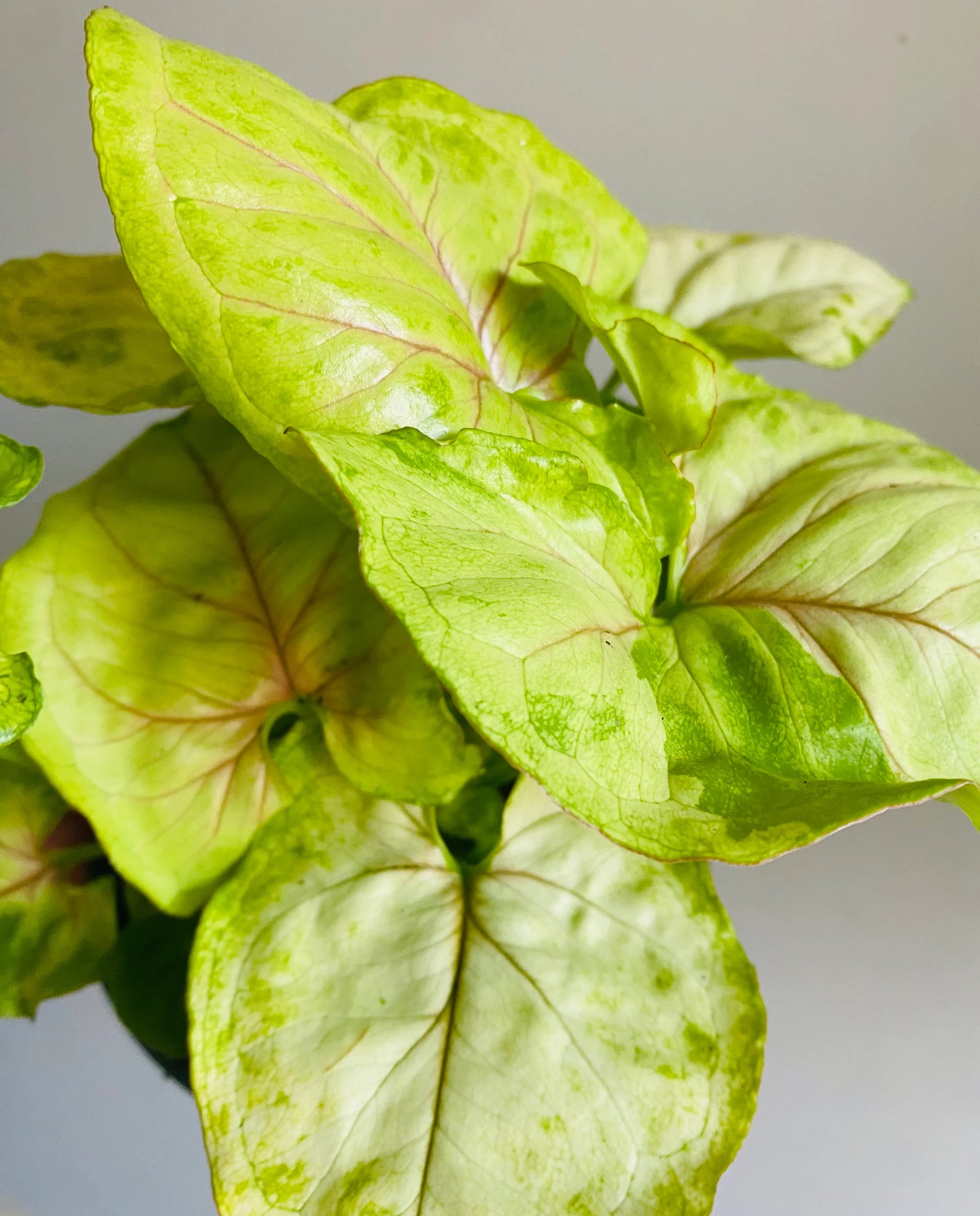 Syngonium Mango Allusion™