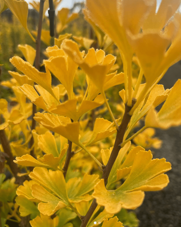 Ginkgo Biloba ‘Lemon Lime Spire’ - Ladybird Nursery