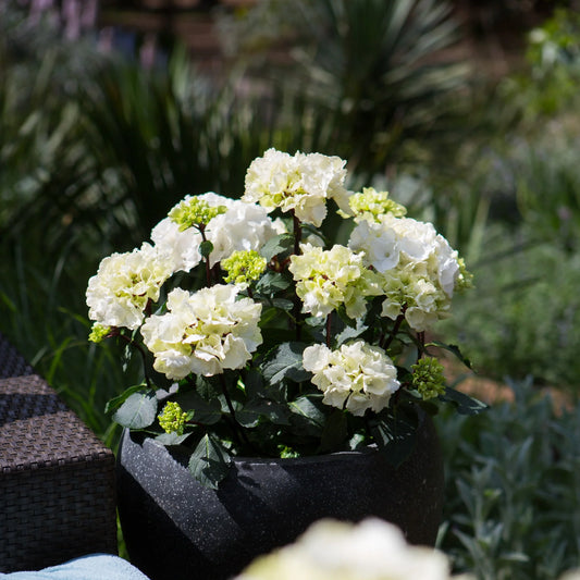 Hydrangea OBSIDIAN White Knight