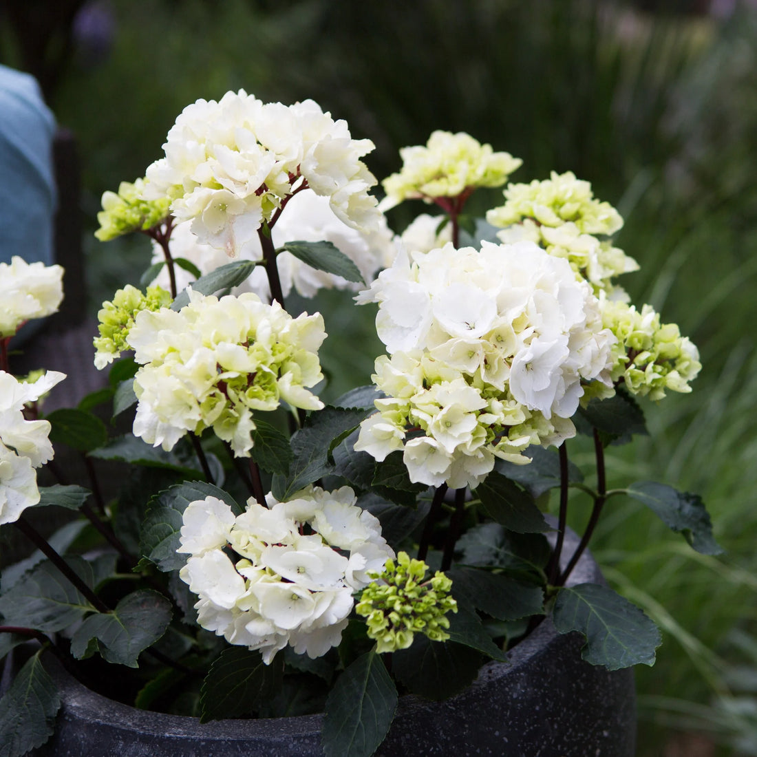 Hydrangea OBSIDIAN White Knight - Ladybird Nursery