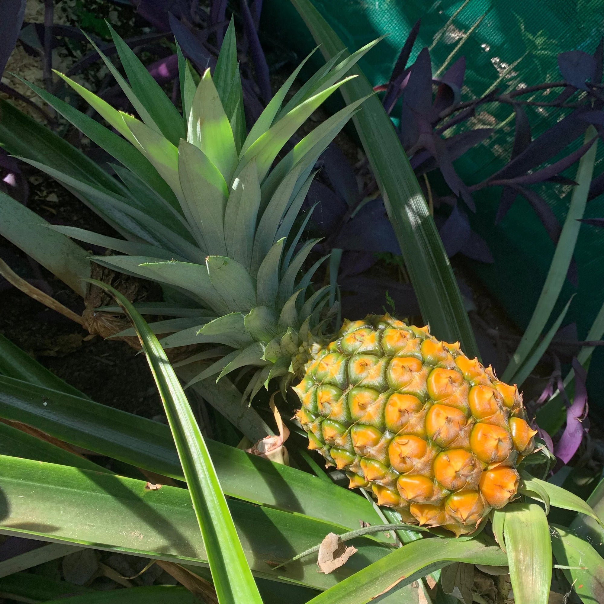 Pineapple F180 - Ladybird Nursery
