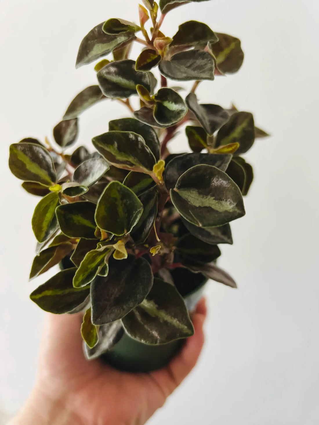 Peperomia Galaxy (Peperomia metallica) - Ladybird Nursery