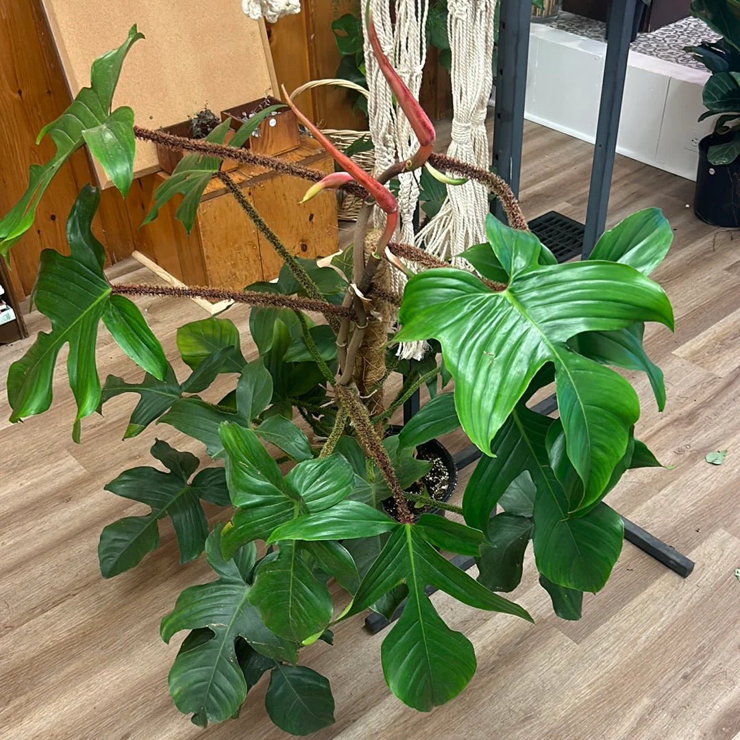Philodendron (Philodendron squamiferum) - Ladybird Nursery