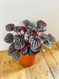 Peperomia Red Ripple (Peperomia caperata)