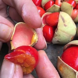Diploglottis australis - Large Leaved Tamarind (Tucker Bush™)