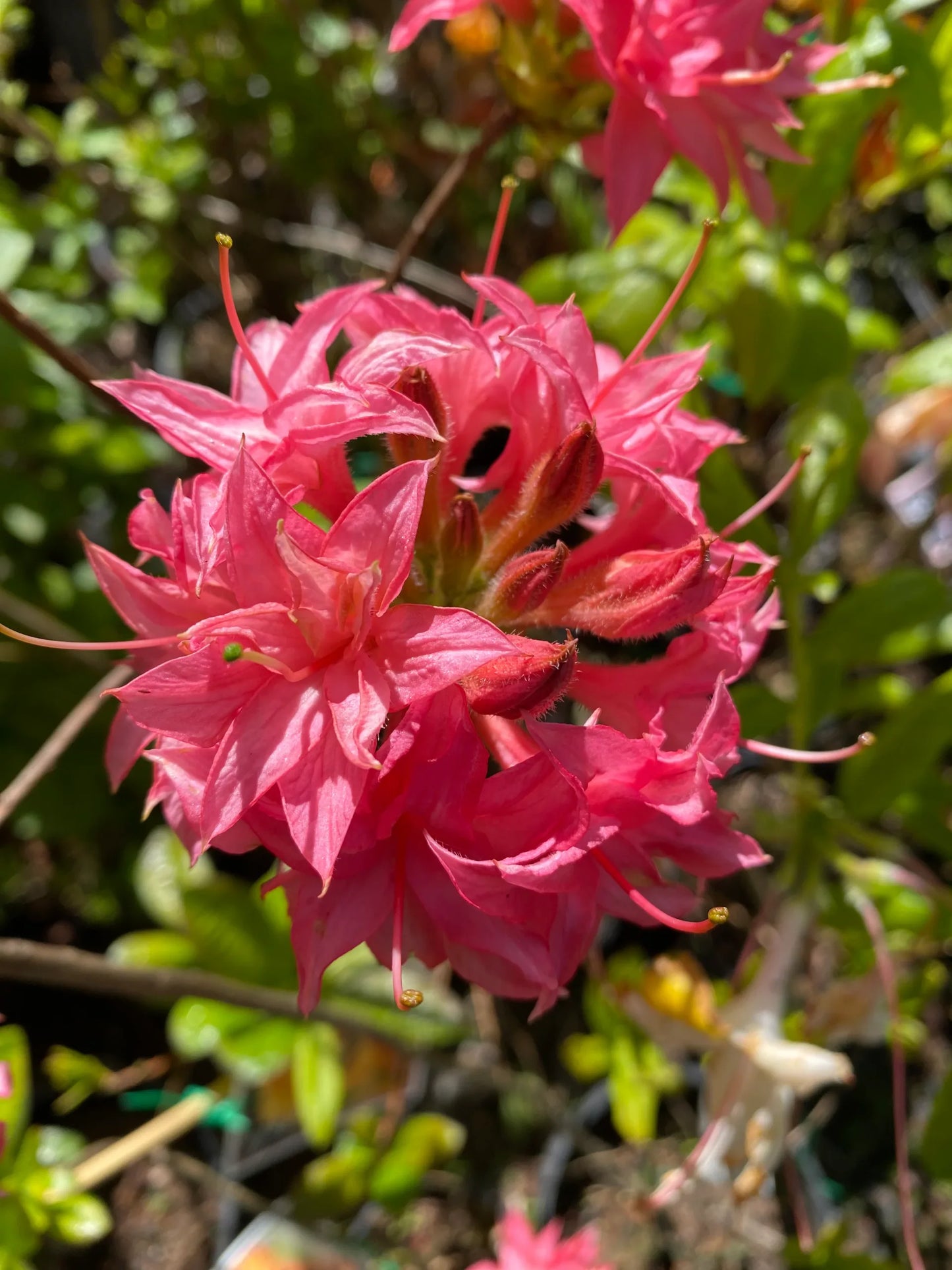Azalea Mollis Yamina Indian