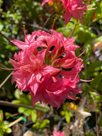 Azalea Mollis Yamina Indian