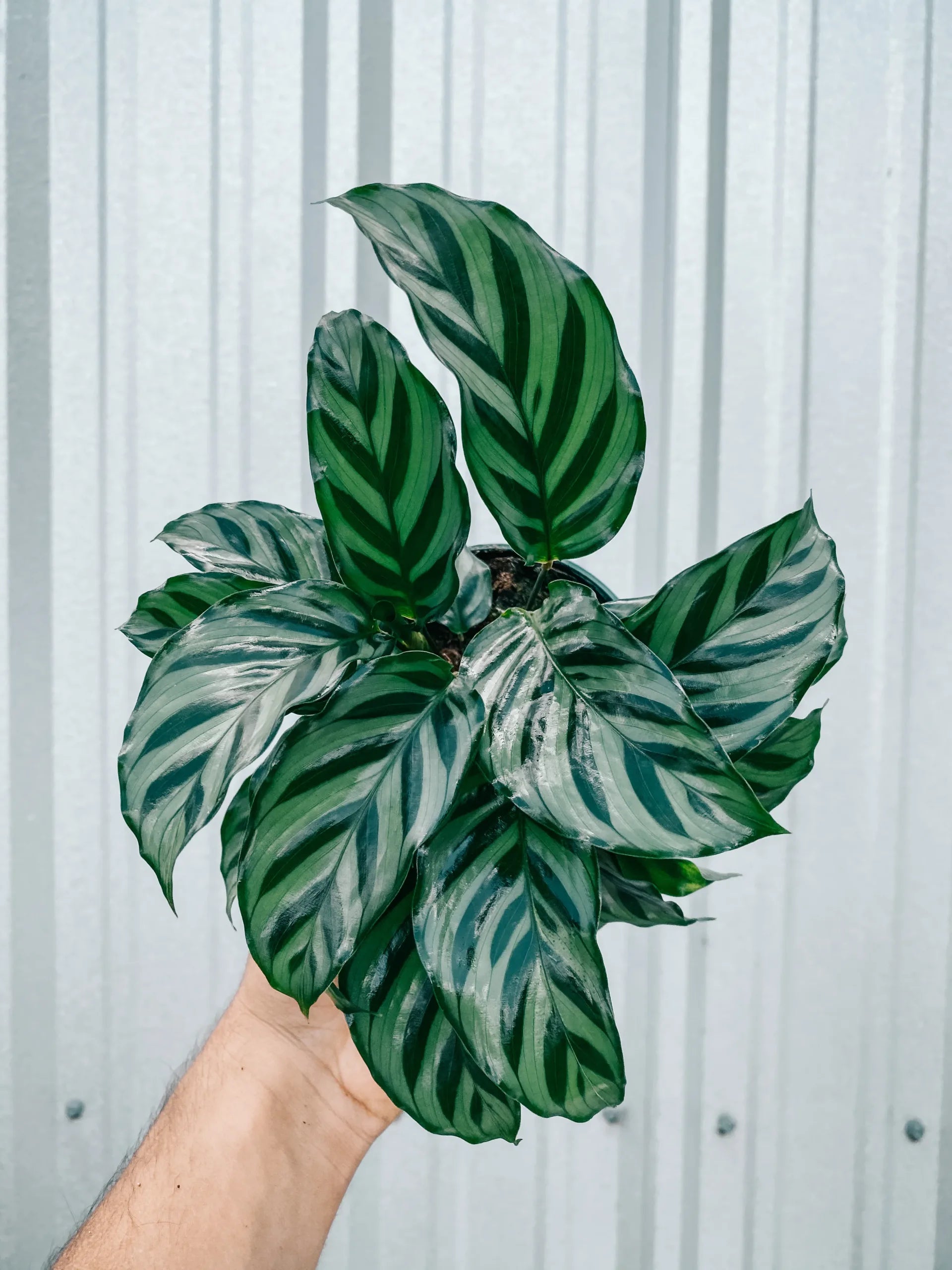 Prayer Plant (Calathea Freddie) - Ladybird Nursery