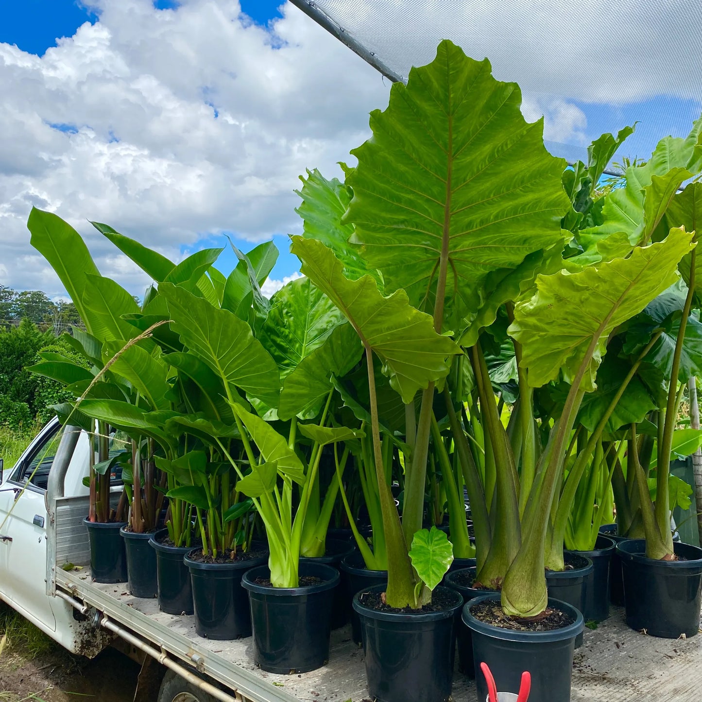 Portadora Elephant Ear (Alocasia Portadora)