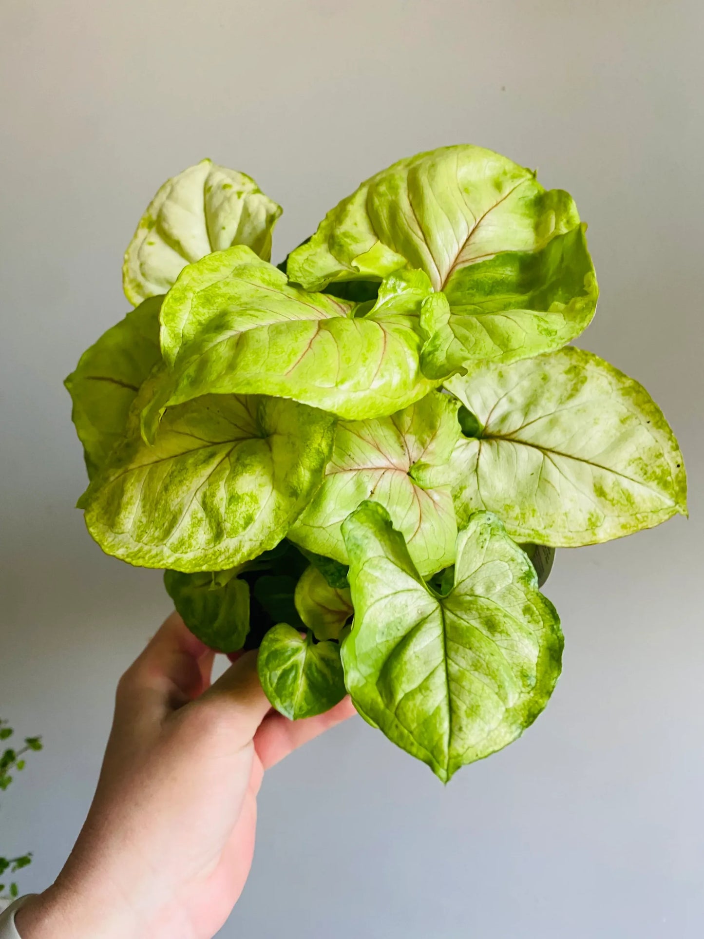 Syngonium Mango Allusion™