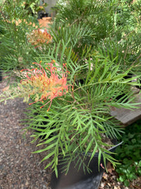 Grevillea Superb - Ladybird Nursery