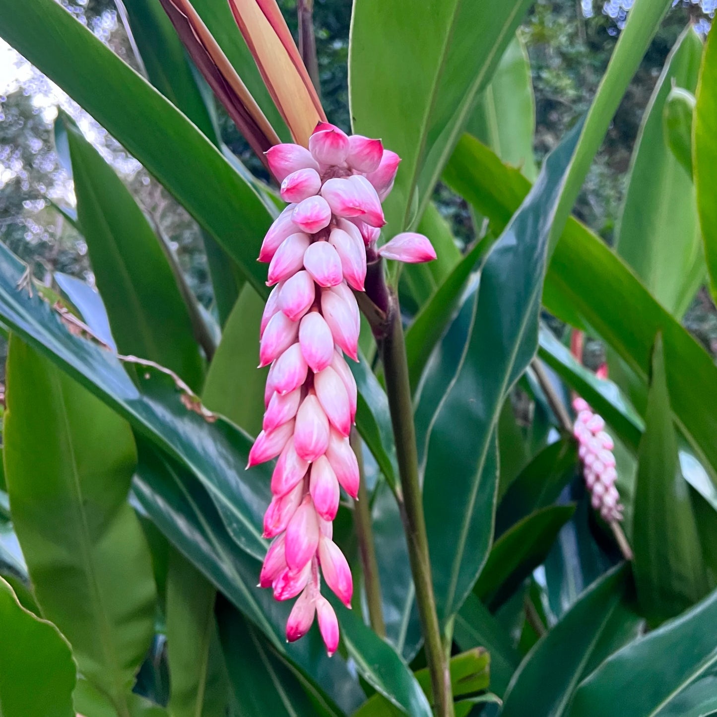 Pink Ginger (Alpinia henryi)