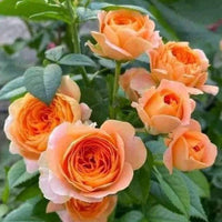 Rose Terrazza Assorted (Rosa) - Ladybird Nursery