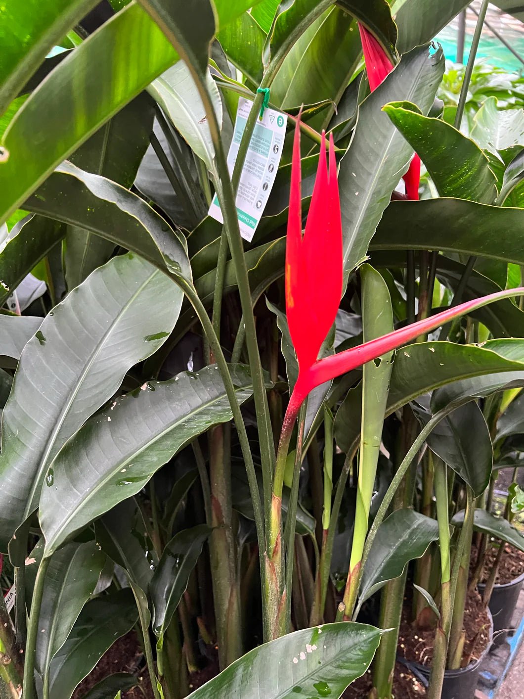 Heliconia angusta 'Red Christmas' - Ladybird Nursery
