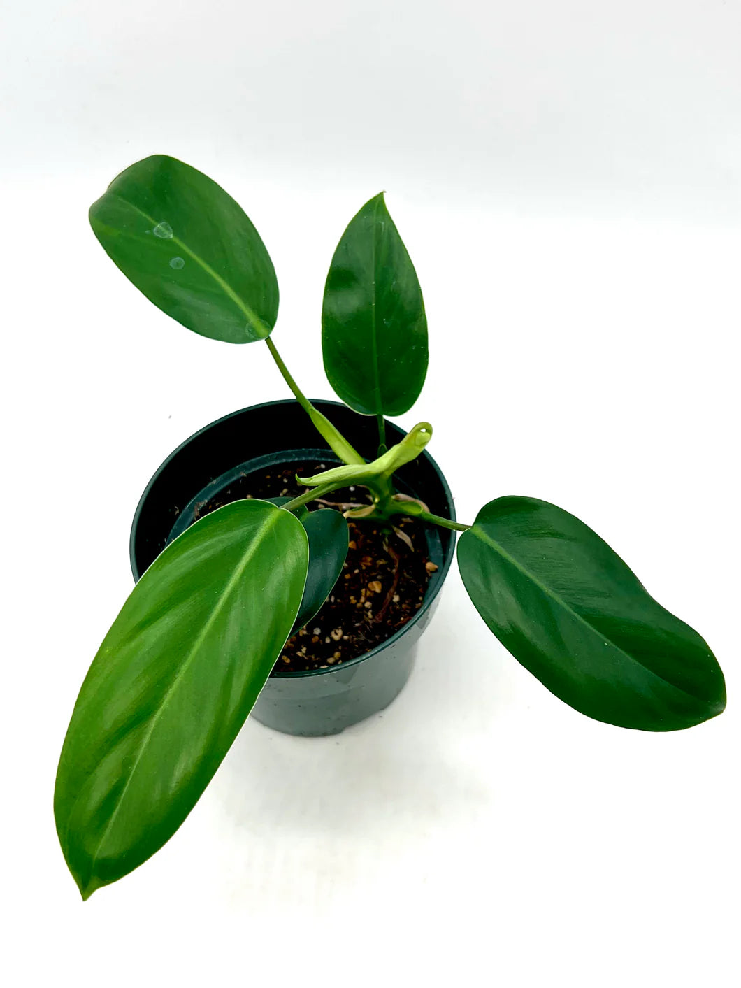 Philodendron Green (Philodendron erubescens)