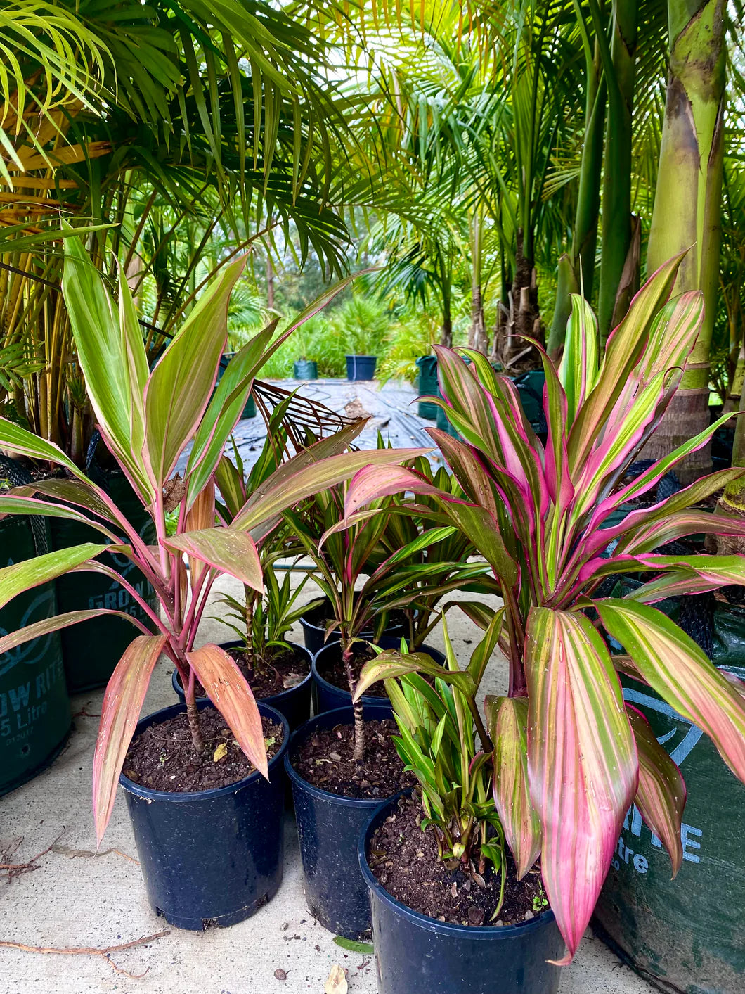 Cordyline Kiwi (Cordyline fruticosa)