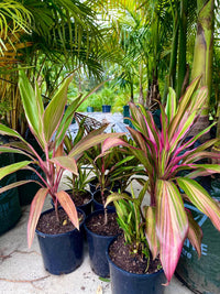 Cordyline Kiwi (Cordyline fruticosa) - Ladybird Nursery