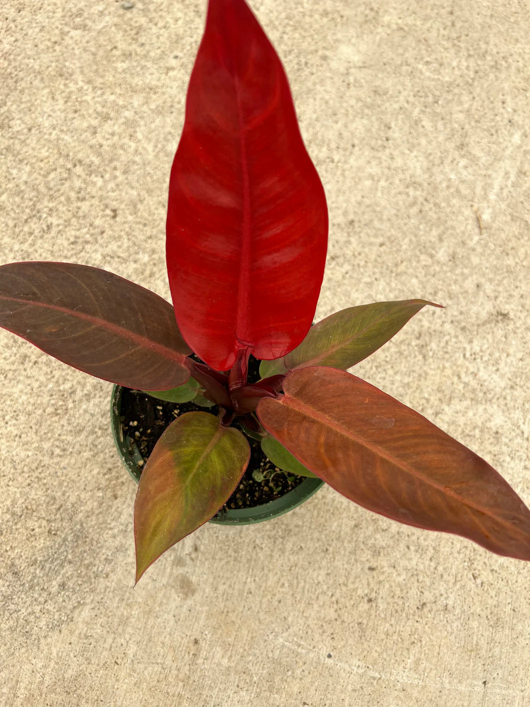 Philodendron Sun Red (Philodendron erubescens)