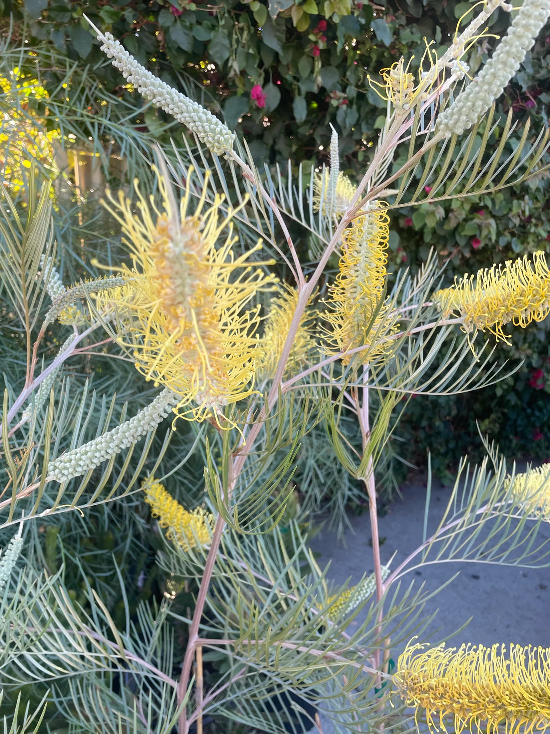 Grevillea Sandra Gordon - Ladybird Nursery