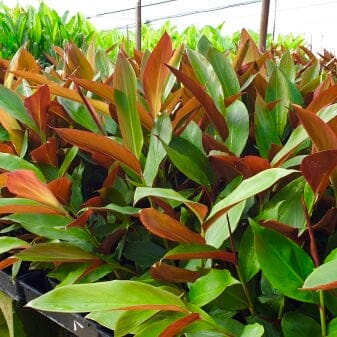 Native Ginger Red Form - Ladybird Nursery