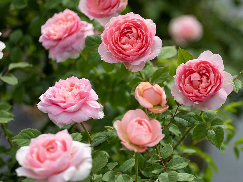 Rosa Terrazza® Scented Peach (Rosa) - Ladybird Nursery