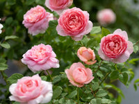 Rosa Terrazza® Scented Peach (Rosa)