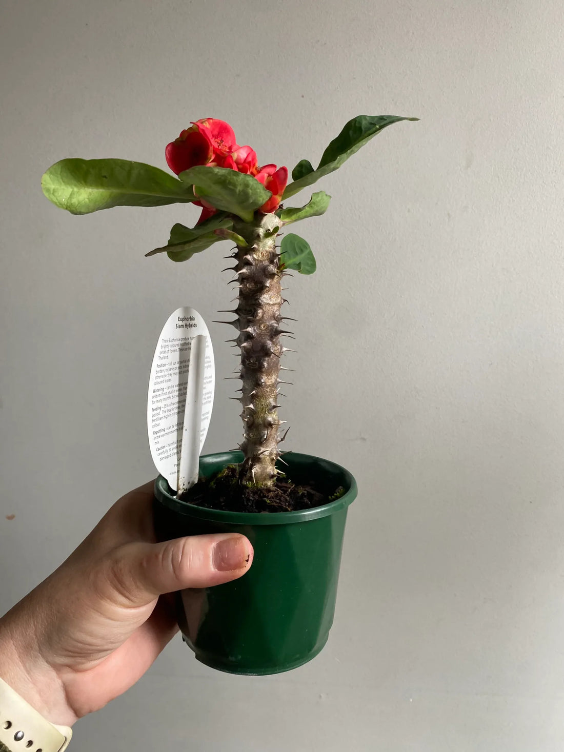 Red Siam Princess (Euphorbia Siam) - Ladybird Nursery