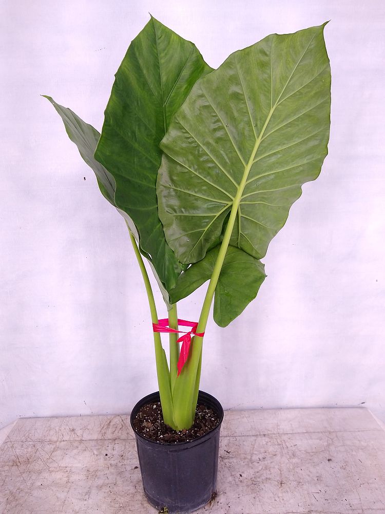 Calidora Elephant Ear (Alocasia calidora) - Ladybird Nursery