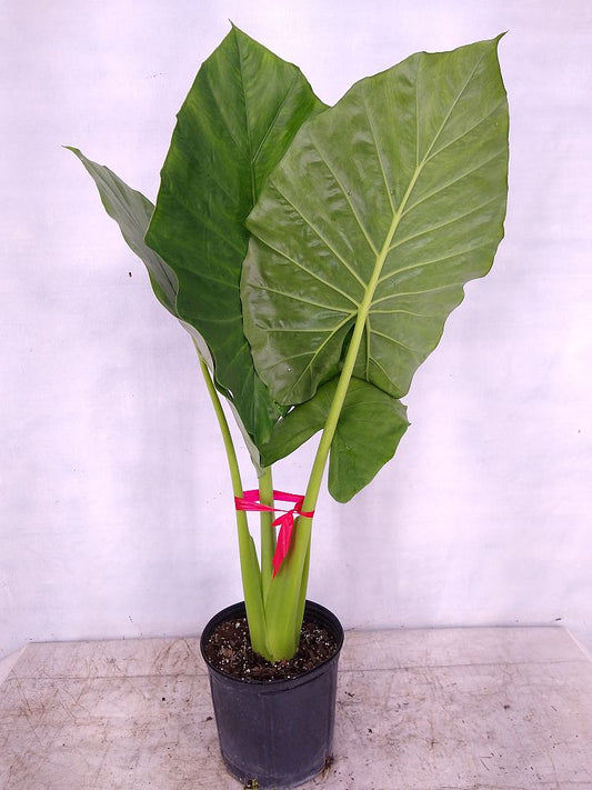 Calidora Elephant Ear (Alocasia calidora)