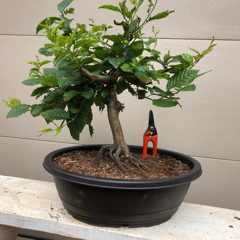 European Hornbeam Bonsai Starter (Carpinus betulus) - Ladybird Nursery