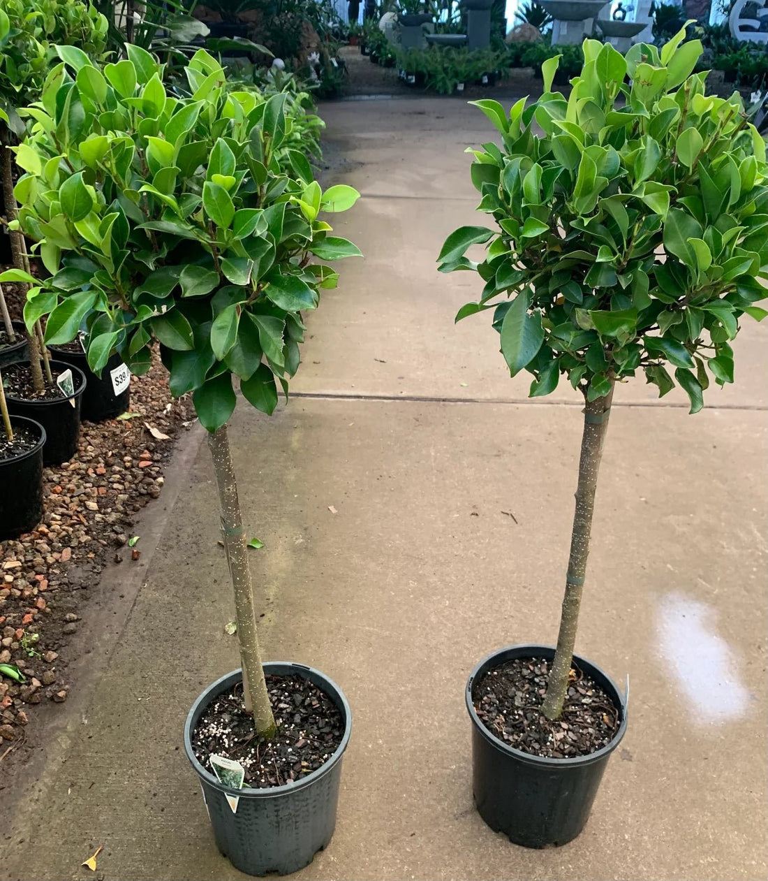 Emerald Standards (Ficus) - Ladybird Nursery