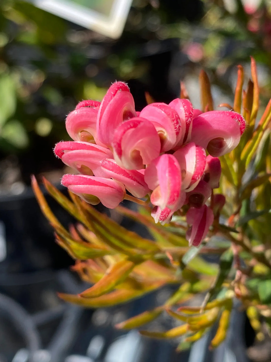 Grevillea Rosys Baby - Ladybird Nursery