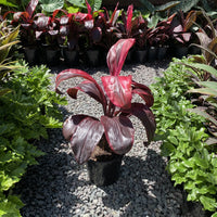 Cordyline Dr Brown (Cordyline fruticosa) - Ladybird Nursery