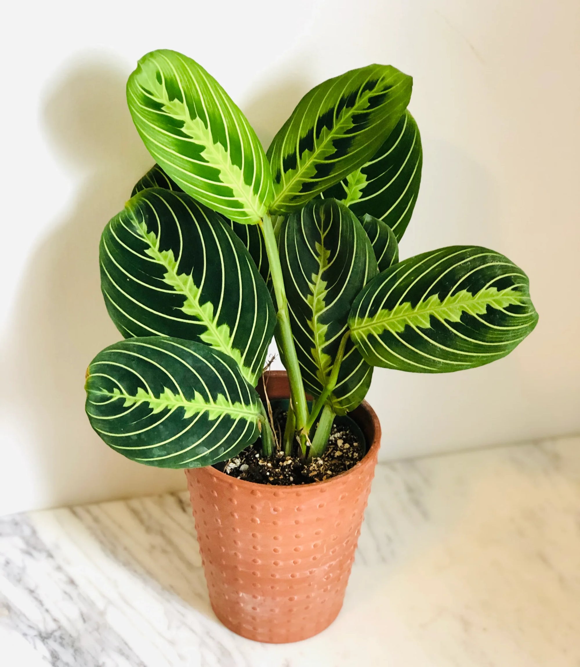 prayer plant australia Prayer Plant (Maranta leuconeura) – Buy Now! – Ladybird Nursery