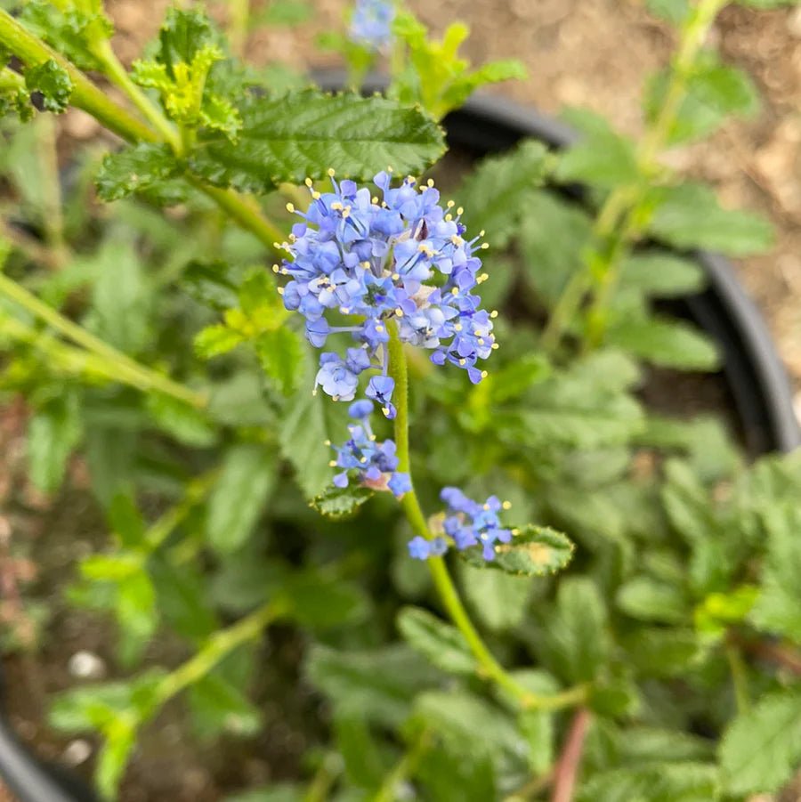 California Lilac Coulter (Ceanothus Joyce) - Ladybird Nursery