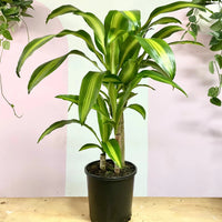 Happy Plant (Dracaena massangeana) - Advanced - Ladybird Nursery