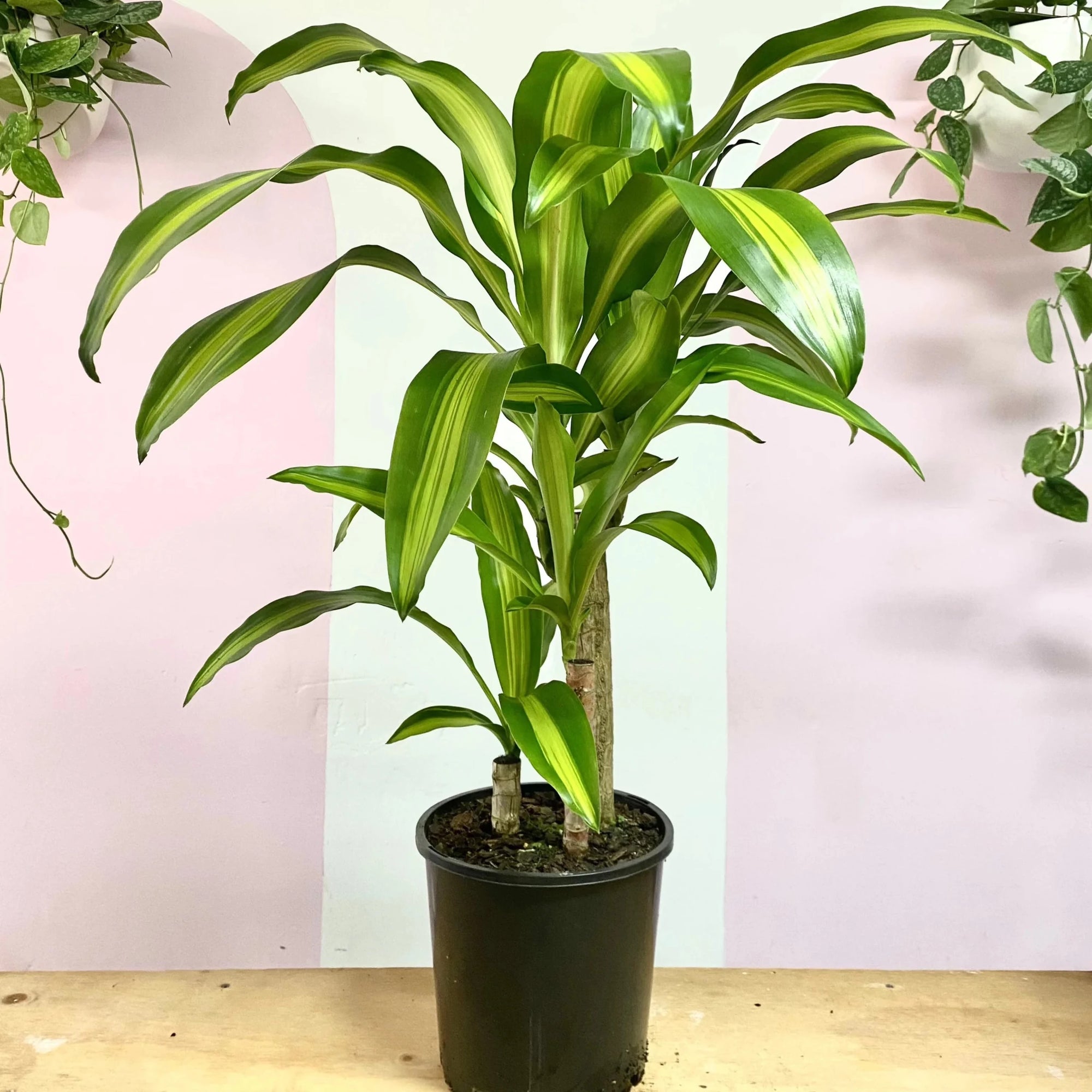 Happy Plant (Dracaena massangeana) - Advanced - Ladybird Nursery