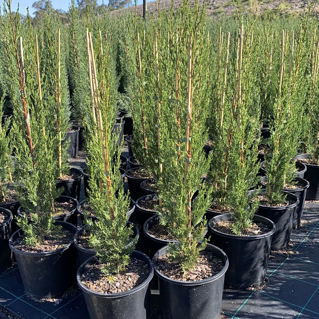 Italian Cypress Nitschkes Needles (Cupressus sempervirens)