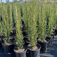 Italian Cypress Nitschkes Needles (Cupressus sempervirens) - Ladybird Nursery