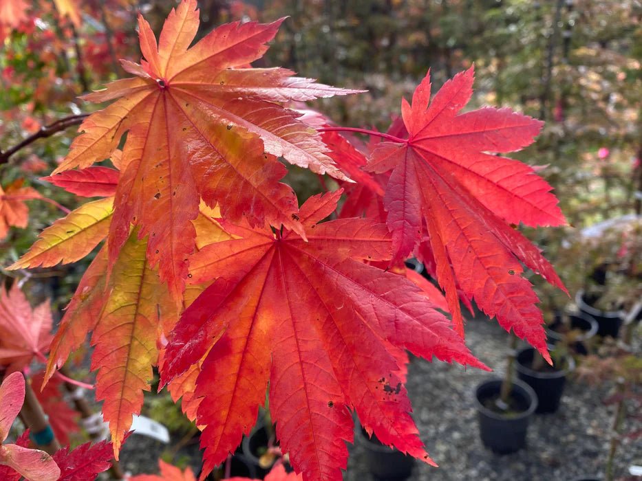 Downy Japanese Maple Vitifolium Full Moon (Acer japonicum) - Ladybird Nursery