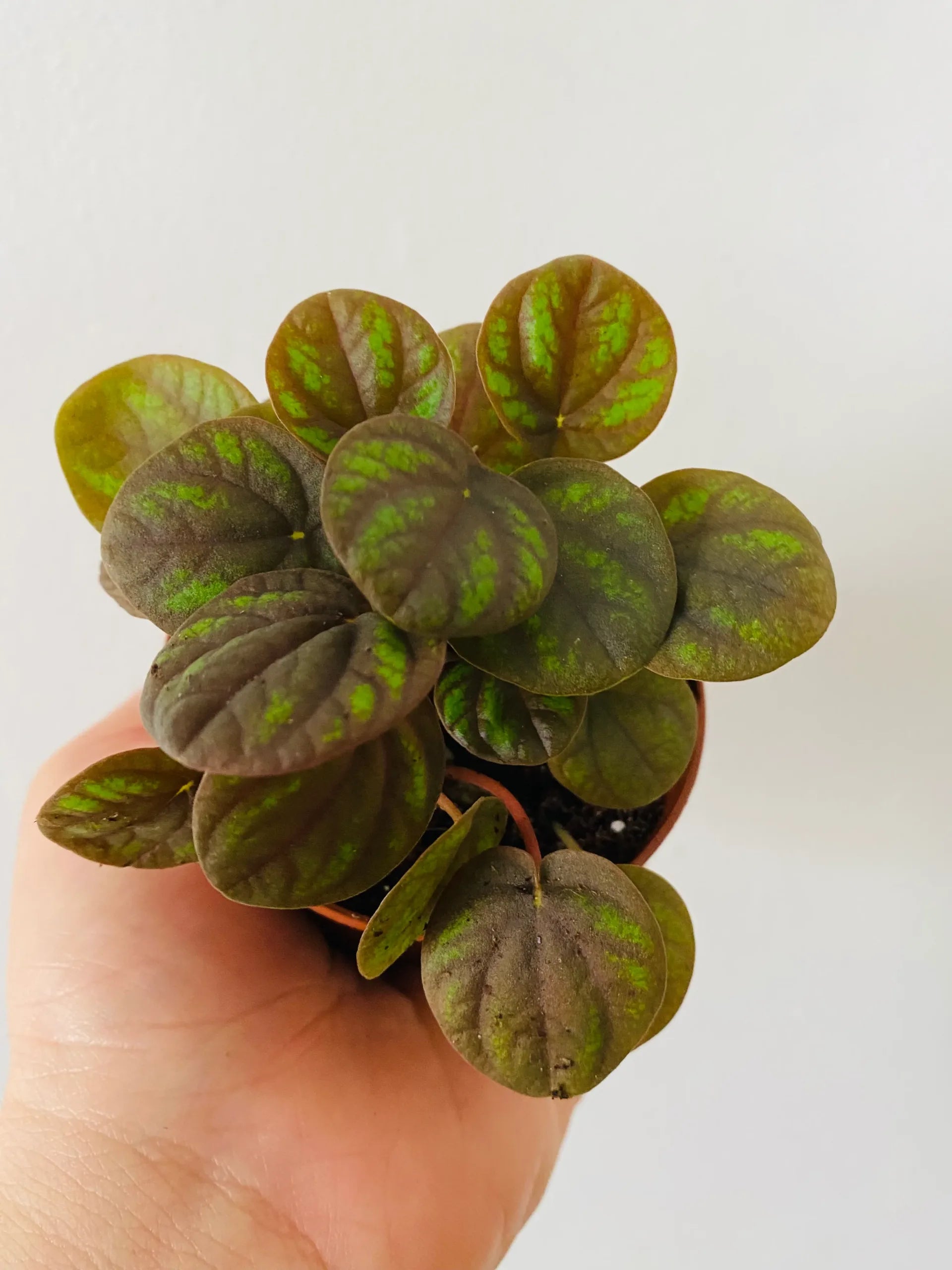 Peperomia Peppermill (Peperomia) - Ladybird Nursery