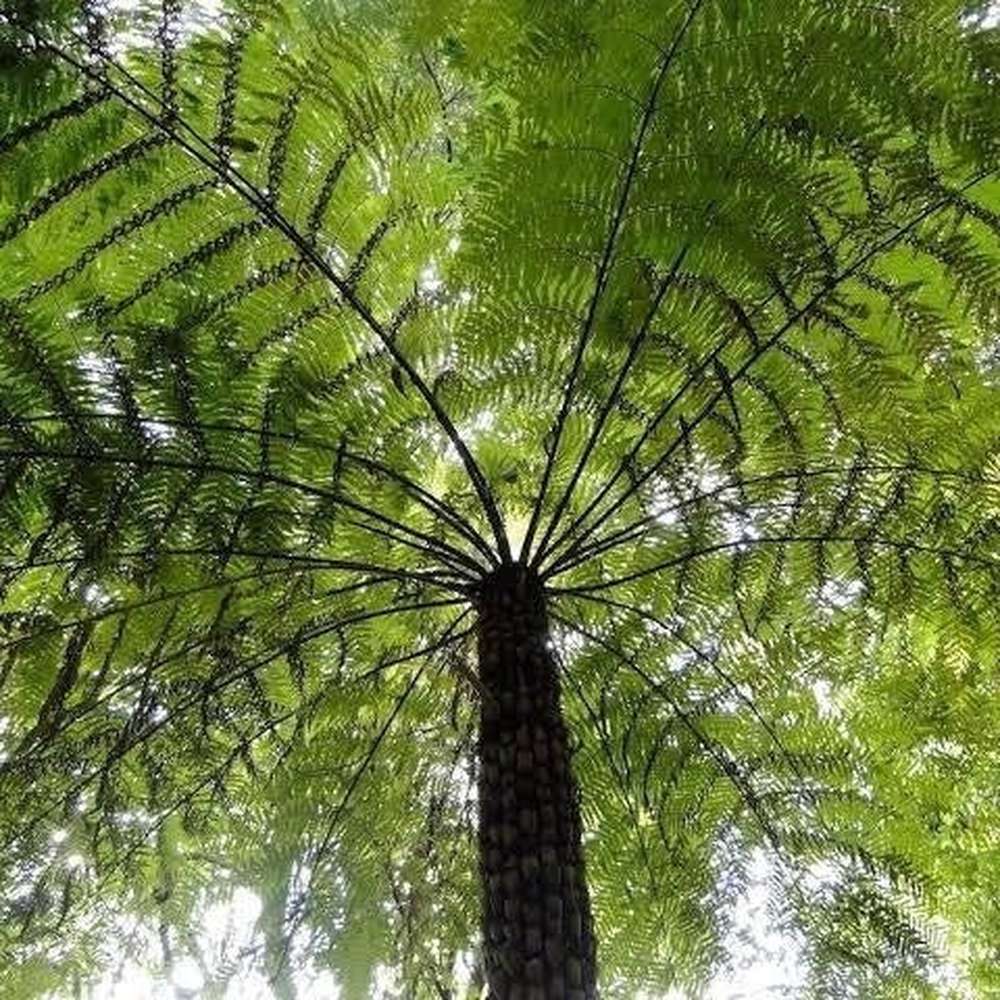 Rough Tree Fern (Cyathea australis) - Ladybird Nursery
