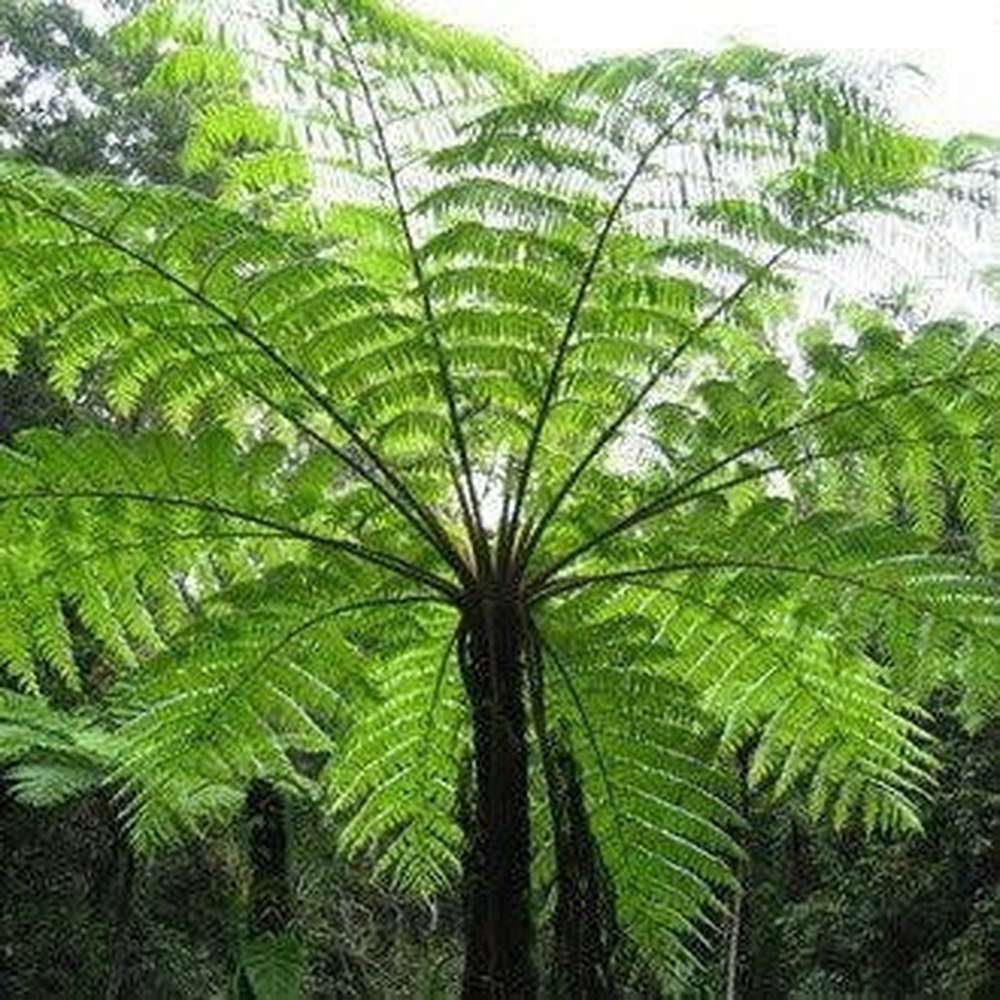 Rough Tree Fern (Cyathea australis)