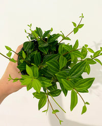 Peperomia Diamond (Peperomia angulata)