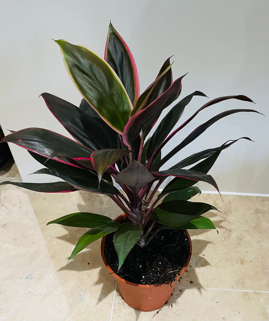 Cordyline Rumba (Cordyline fruticosa) - Ladybird Nursery